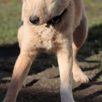 Ioana -  freundliche Hündin, Hündin zur Adoption