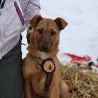 Zuhause gesucht für Tiana, Hündin zur Adoption