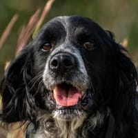 Flek- Senior sucht sein Zuhause, Hund zur Adoption