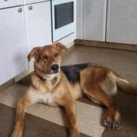 Lemmy sucht Menschen, die ihn verstehen, Hund zur Adoption