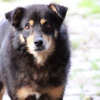 Cangu - zutraulich u. liebenswert, Hund zur Adoption