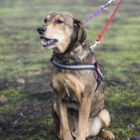 Tünci  eine ruhige Hundedame, Hündin zur Adoption