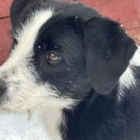 Liebevolle Livi sucht aktives Zuhause, Hündin zur Adoption