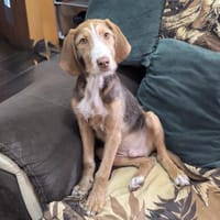 Rudolph ein bezauberndes Kerlchen, Hund zur Adoption