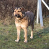 Anabelle - Altersruhesitz gesucht, Hündin zur Adoption