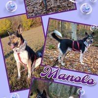 lieber Rüde Manolo auf PS 81475, Hund zur Adoption