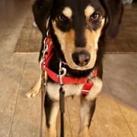 Franzl- junger Begleiter sucht Dich, Hund zur Adoption