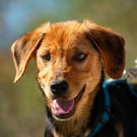 Elara- Fröhliche Hündin sucht Zuhause, Hündin zur Adoption