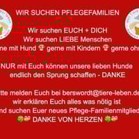 WIR SUCHEN PFLEGEFAMILIEN, Hund zur Adoption