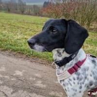 Frankie - wartet in 32683 Barntrup, Hund zur Adoption