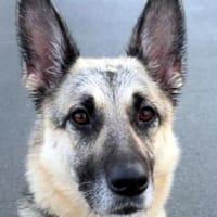 Eavy wurde verraten und verlassen, Hündin zur Adoption