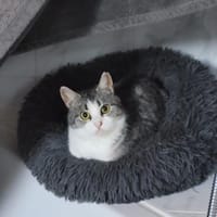 Süße Bura sucht ihr ersehntes Zuhause, Katze zur Adoption