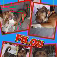 sehr toller Filou auf PS in 91207, Hund zur Adoption