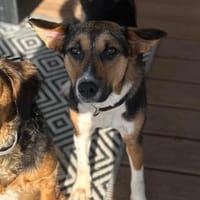 Rixa- Treue Freundin sucht ihr Zuhause, Hündin zur Adoption