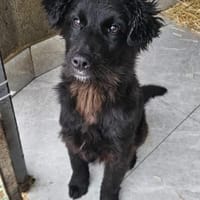 Robbie wünscht sich sein Zuhause, Hund zur Adoption