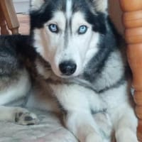 Florentin von kettenlos, Hund zur Adoption