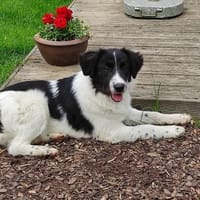 Stark und sensibel- Lucia, Hündin zur Adoption