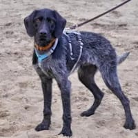 SPINO Nero -  auf PS in NRW, Hund zur Adoption