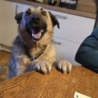 Marty - Der Anschmiegsame 🐾, Hund zur Adoption