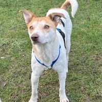 Arko - unser Sonnenschein sucht dich!, Hund zur Adoption