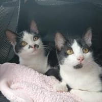 Neo und Inky, Kater zur Adoption