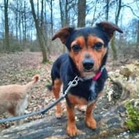 TIERRA - ab Februar auf PS in Duisburg, Hündin zur Adoption