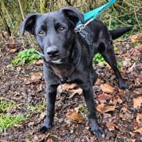 Pluto wartet im Tierheim Sulzbach, Hund zur Adoption