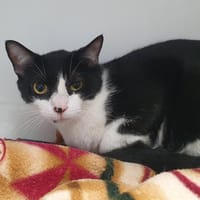 TACHE CHA, chat à adopter