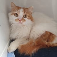 FILOU CHA, chat à adopter