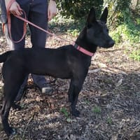 ATHENA, chienne à adopter