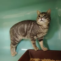 PAPOUILLE, chatte à adopter