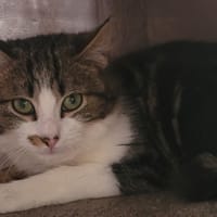HUBBLE, chat à adopter