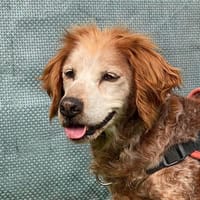 FIDJY, chienne à adopter