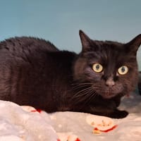 Tammy, chatte à adopter