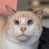 Coton, chat à adopter