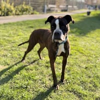 Mya CAA14891, chienne à adopter