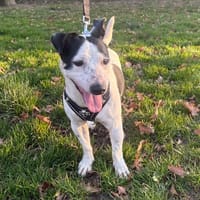 CHANEL PAA24132, chienne à adopter