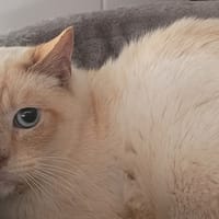 CHA'MALLOW, chat à adopter