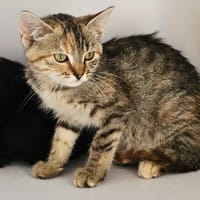 Tilda, chatte à adopter