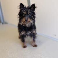POPEYE, chien à adopter