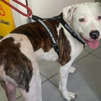 Sully, chien à adopter