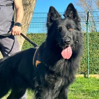 SAIKO 2, chien à adopter