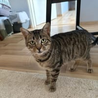 perle chez lola, chatte à adopter