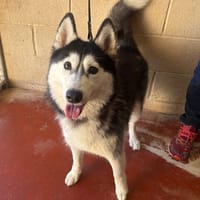 ALMA PAA24129, chienne à adopter