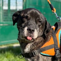 PRYCE DIT IKSO, chien à adopter