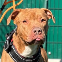 KAIZER, chien à adopter