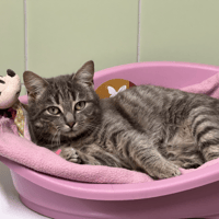 RAJA, chat à adopter