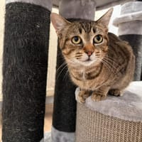 VAYLA, chatte à adopter