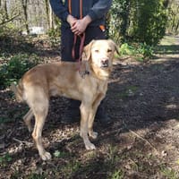 NOUKY, chien à adopter