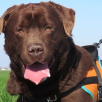 ROCKET, chien à adopter